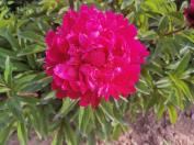 목단(자금포대)